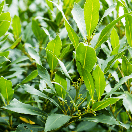 Laurier sauce - Laurus nobilis - FLEURANDIE