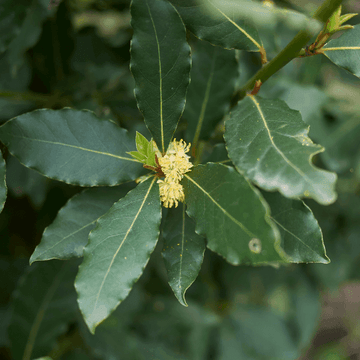 Laurier sauce - Laurus nobilis