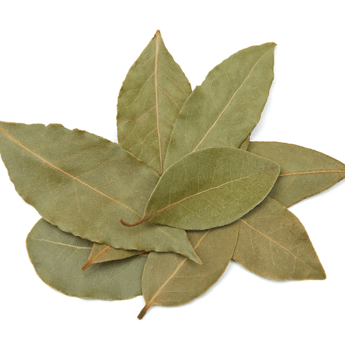 Laurier sauce Laurus nobilis