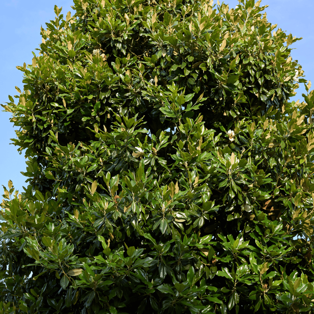 Laurier-tulipier 'Galissonière' - Magnolia grandiflora 'Galissoniensis' - FLEURANDIE