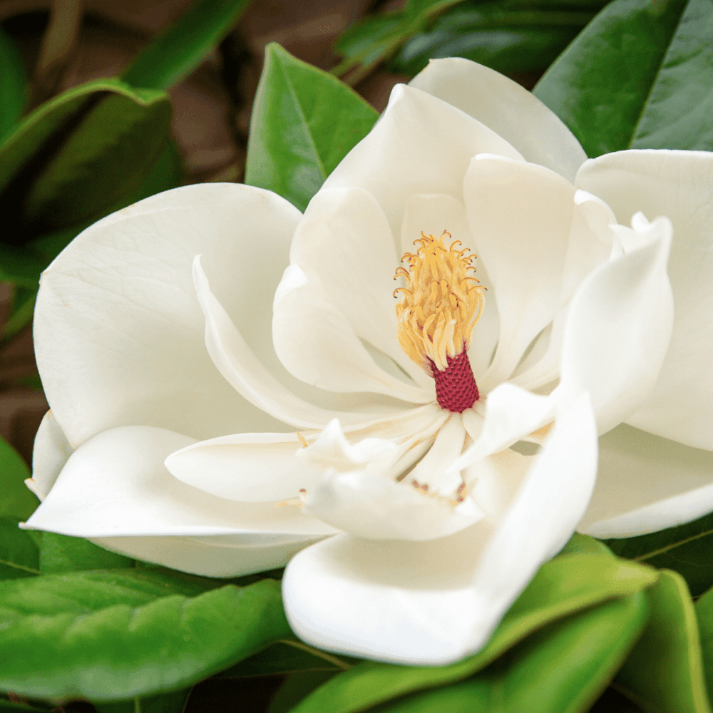 Laurier-tulipier 'Galissonière' - Magnolia grandiflora 'Galissoniensis' - FLEURANDIE