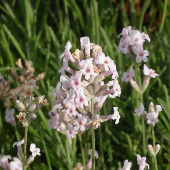 Lavande vraie 'Rose' - Lavandula angustifolia 'Rosea' - FLEURANDIE