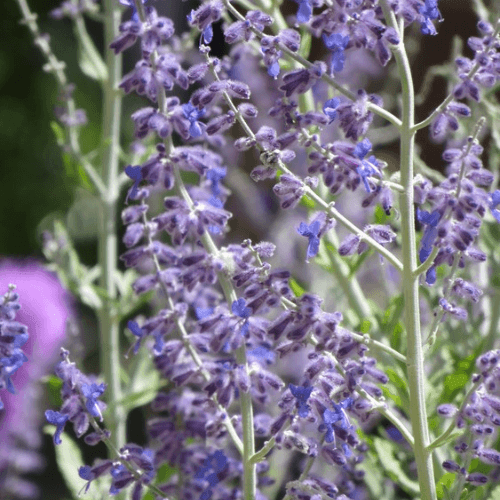 Lavande d'Afghanistan 'Blue Spire' - Perovskia atriplicifolia 'Blue Spire' - FLEURANDIE