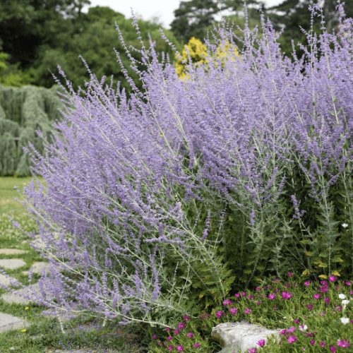 Lavande d'Afghanistan 'Blue Spire' - Perovskia atriplicifolia 'Blue Spire' - FLEURANDIE