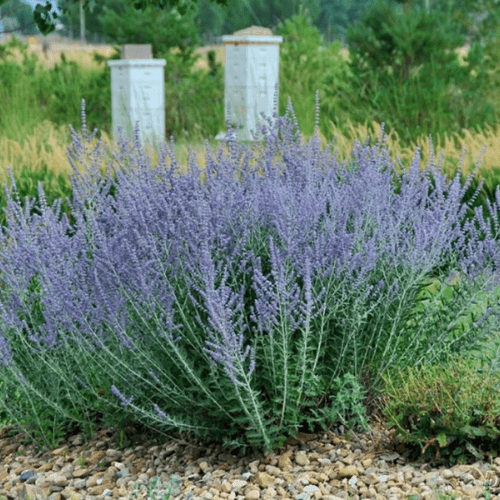 Lavande d'Afghanistan 'Blue Spire' - Perovskia atriplicifolia 'Blue Spire' - FLEURANDIE