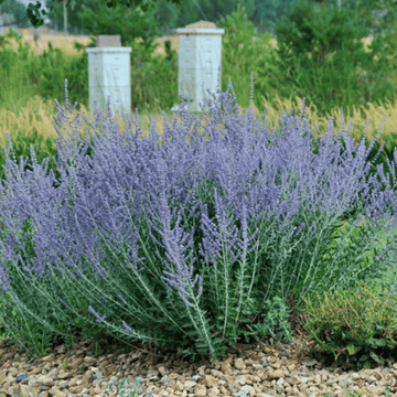 Sauge d'Afghanistan 'Blue Spire' - Perovskia atriplicifolia 'Blue Spire'