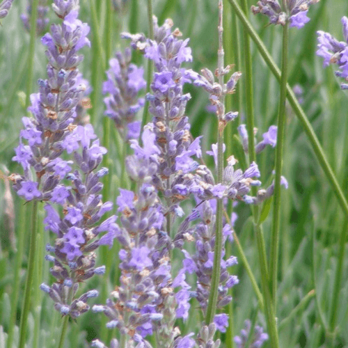 Lavande 'Grosso' - Lavandula intermedia 'Grosso' - FLEURANDIE