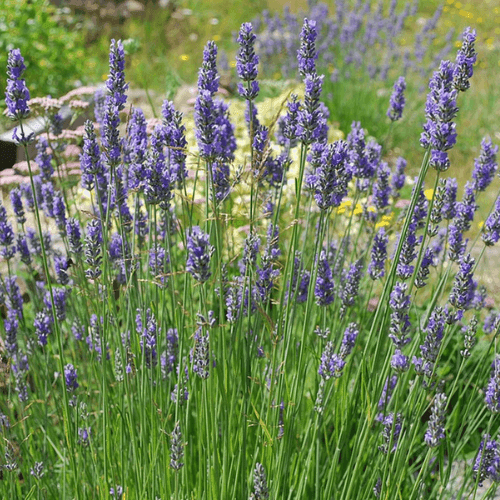 Lavande 'Grosso' - Lavandula intermedia 'Grosso' - FLEURANDIE