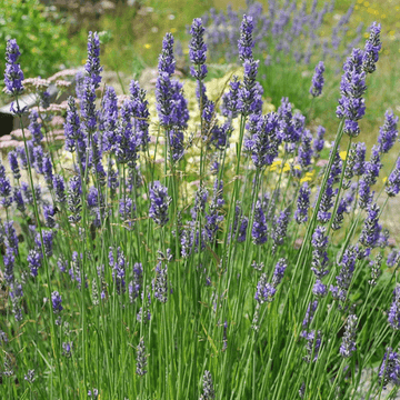 Lavande 'Grosso' - Lavandula intermedia 'Grosso'