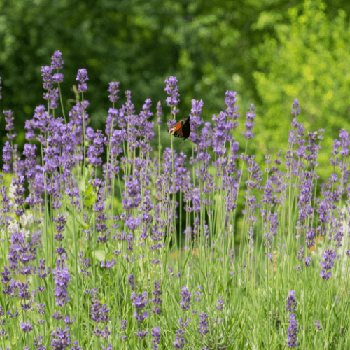 Lavande officinale - Lavandula officinalis - FLEURANDIE