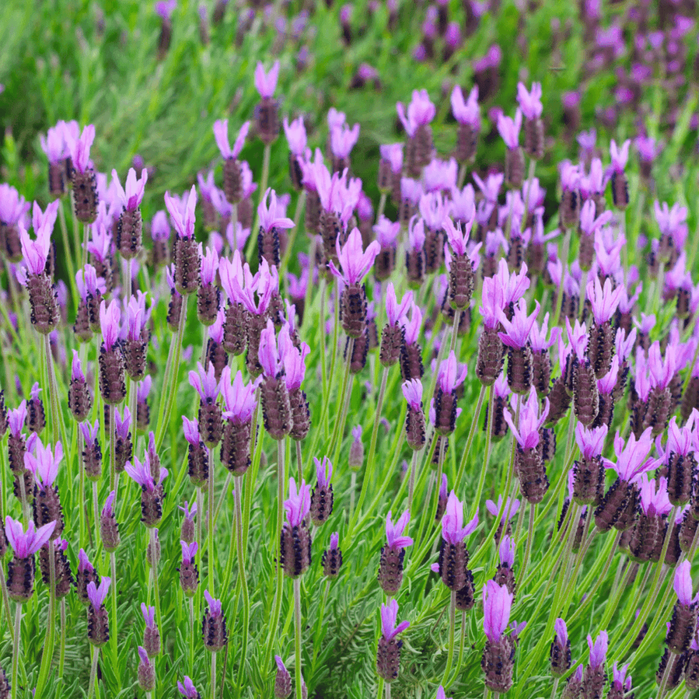 Lavande papillon 'Helmsdale' - Lavandula stoechas Helmsdale - FLEURANDIE