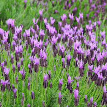 Lavande papillon 'Helmsdale' - Lavandula stoechas Helmsdale