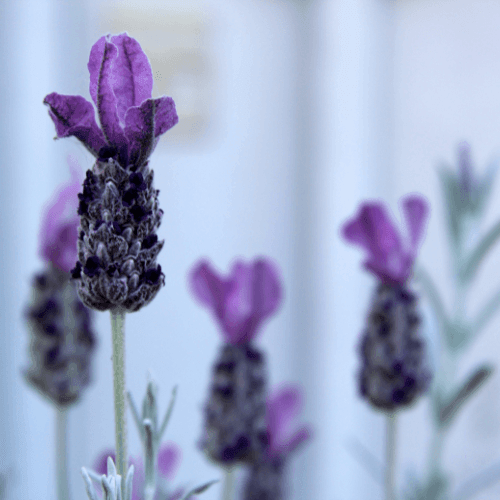 Lavande papillon rose - Lavandula stoechas pedunculata 'rose' - FLEURANDIE