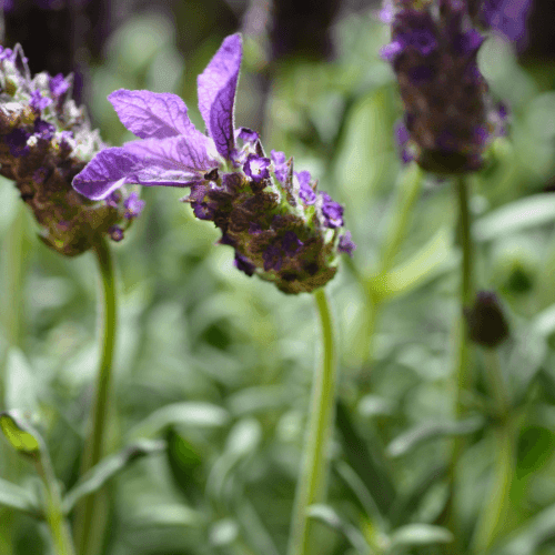 Lavande papillon rose - Lavandula stoechas pedunculata 'rose' - FLEURANDIE