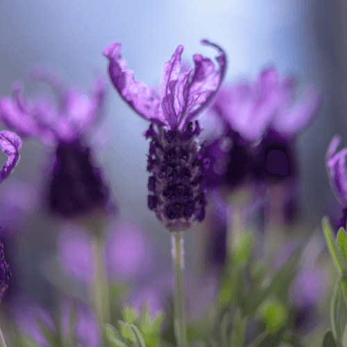 Lavande papillon rose - Lavandula stoechas pedunculata 'rose' - FLEURANDIE