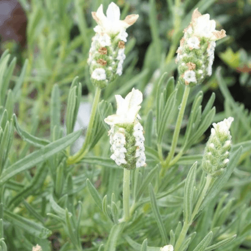 Lavande papillon 'Snowman' - Lavandula stoechas 'Snowman' - FLEURANDIE