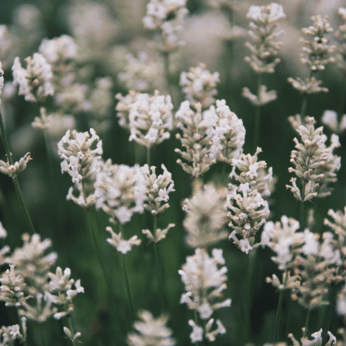 Lavande vraie - Lavandula angustifolia 'Alba' - FLEURANDIE