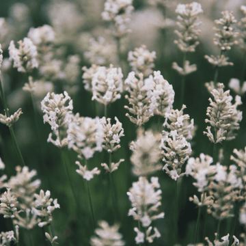 Lavande vraie 'Blanche' - Lavandula angustifolia 'Alba'