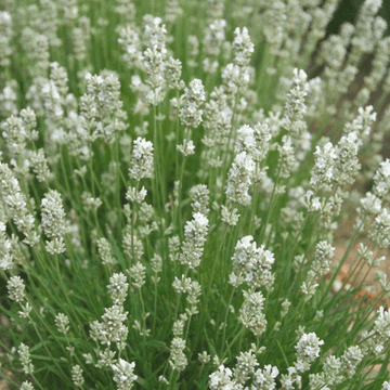 Lavande vraie 'Blanche' - Lavandula angustifolia 'Alba'