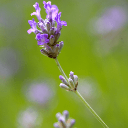 Lavande vraie 'Munstead'- Lavandula angustifolia 'Munstead' - FLEURANDIE