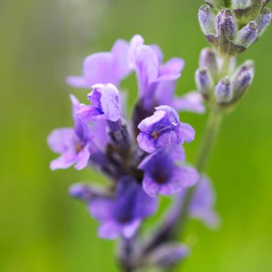 Lavande vraie 'Munstead'- Lavandula angustifolia 'Munstead' - FLEURANDIE