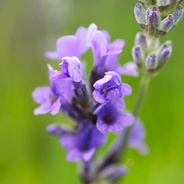 Lavande vraie 'Munstead'- Lavandula angustifolia 'Munstead'