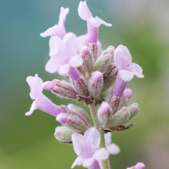 Lavande vraie 'Rose' - Lavandula angustifolia 'Rosea' - FLEURANDIE