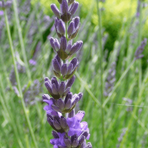 Lavandin 'Dutch' - Lavandula intermedia 'Dutch' - FLEURANDIE