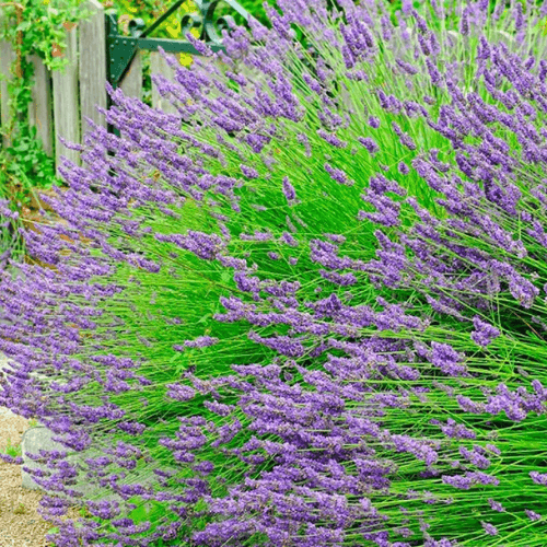 Lavandin 'Dutch' - Lavandula intermedia 'Dutch' - FLEURANDIE