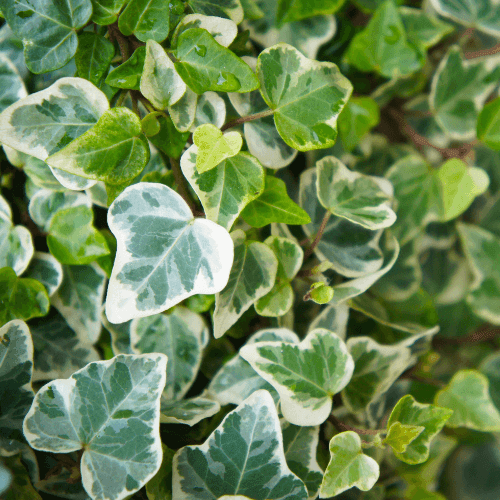 Lierre commun 'Glacier' - Hedera helix 'Glacier' - FLEURANDIE