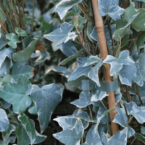 Lierre commun 'Glacier' - Hedera helix 'Glacier' - FLEURANDIE