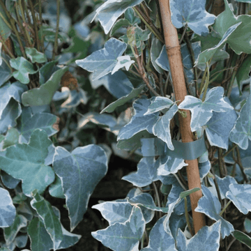 Lierre commun 'Glacier' - Hedera helix 'Glacier'