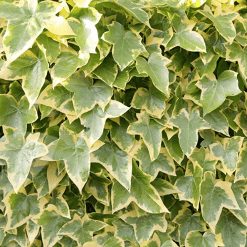 Lierre commun 'Goldchild' - Hedera helix 'Goldchild' - FLEURANDIE