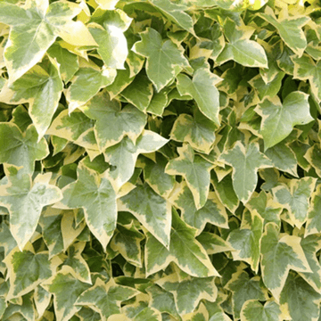 Lierre commun 'Goldchild' - Hedera helix 'Goldchild'