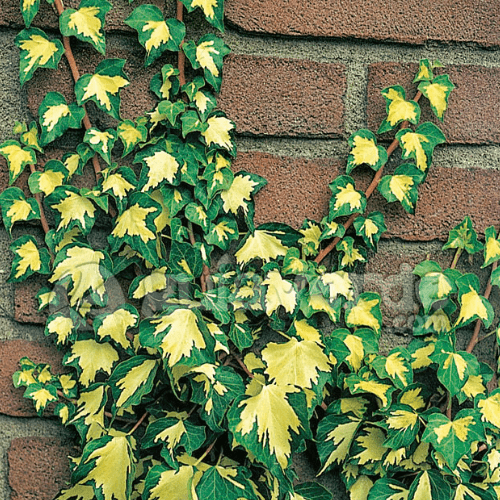 Lierre commun 'Goldheart' - Hedera helix 'Goldheart' - FLEURANDIE