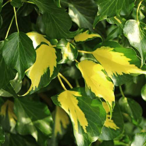 Lierre commun 'Goldheart' - Hedera helix 'Goldheart' - FLEURANDIE