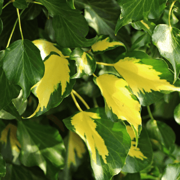 Lierre commun 'Goldheart' - Hedera helix 'Goldheart'