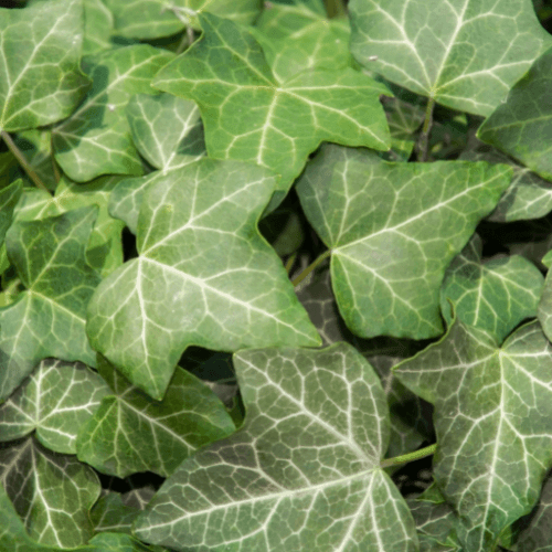 Lierre commun - Hedera helix - FLEURANDIE