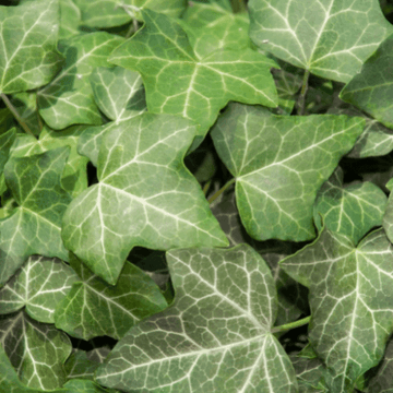 Lierre commun - Hedera helix