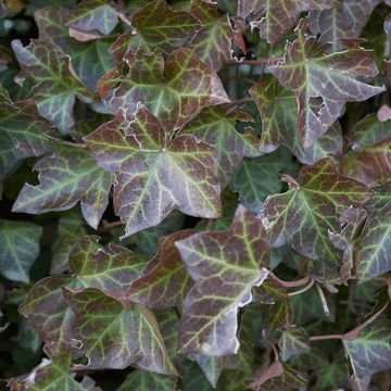 Lierre commun - Hedera helix