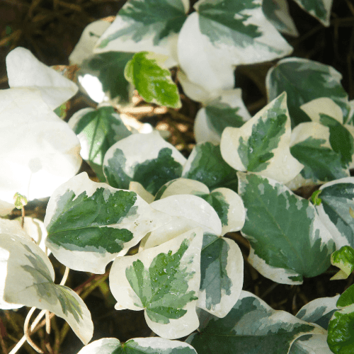 Lierre des Canaries 'Gloire de Marengo' - Hedera algeriensis 'Gloire de Marengo' - FLEURANDIE