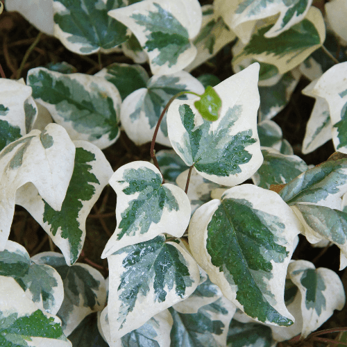 Lierre des Canaries 'Gloire de Marengo' - Hedera algeriensis 'Gloire de Marengo' - FLEURANDIE