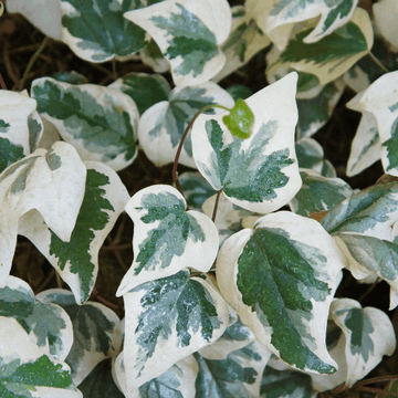 Lierre des Canaries 'Gloire de Marengo' - Hedera algeriensis 'Gloire de Marengo'