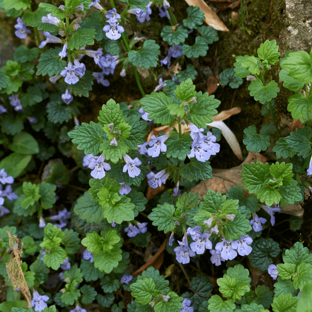 Lierre terrestre panaché - Glechoma hederacea 'Variegata' - FLEURANDIE