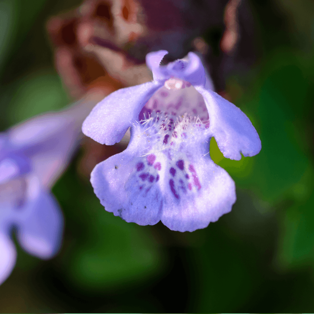 Lierre terrestre panaché - Glechoma hederacea 'Variegata' - FLEURANDIE