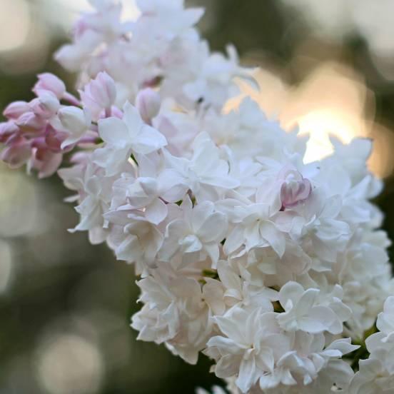 Lilas commun 'Beauty of Moscou' - Syringa vulgaris 'Beauty of Moscou' - FLEURANDIE