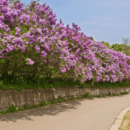 Lilas commun 'Belle de Nancy' - Syringa vulgaris 'Belle de Nancy' - FLEURANDIE