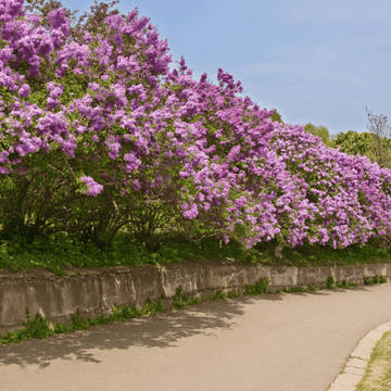 Lilas commun 'Belle de Nancy' - Syringa vulgaris 'Belle de Nancy'