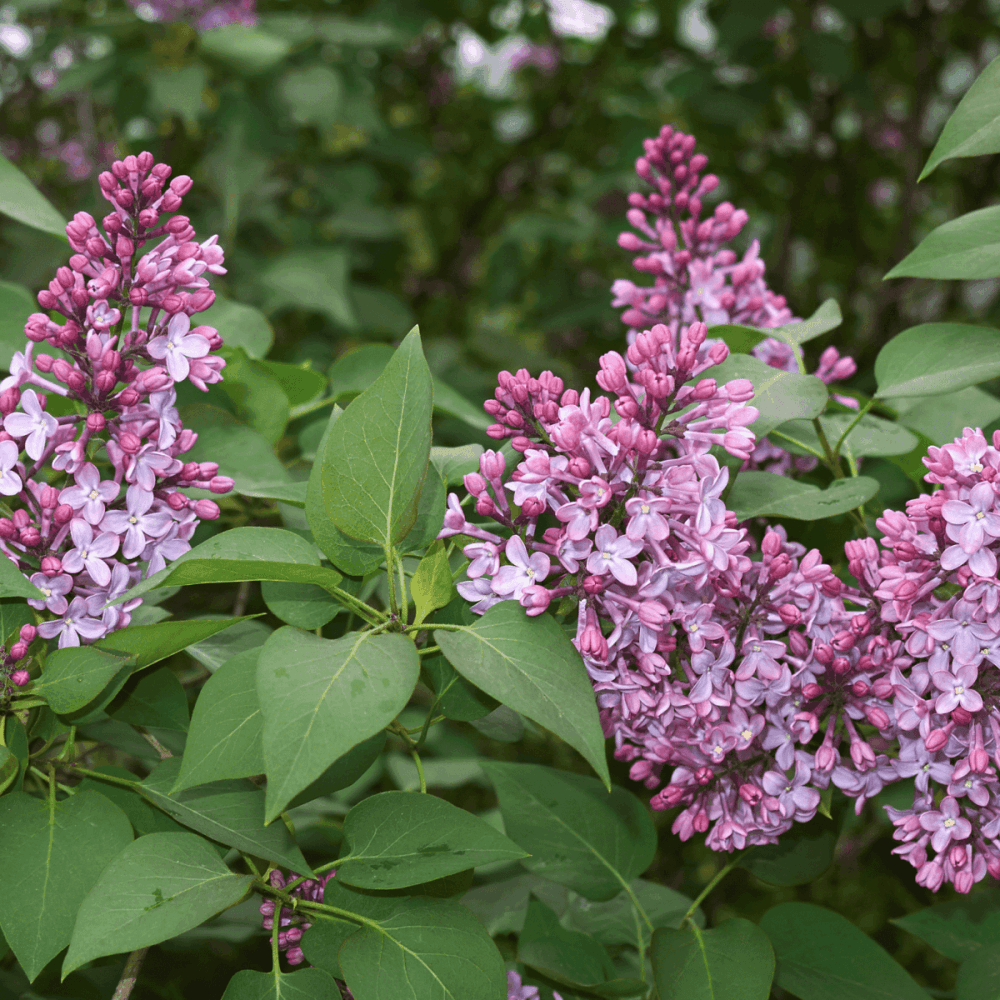 Lilas commun 'Belle de Nancy' - Syringa vulgaris 'Belle de Nancy' - FLEURANDIE