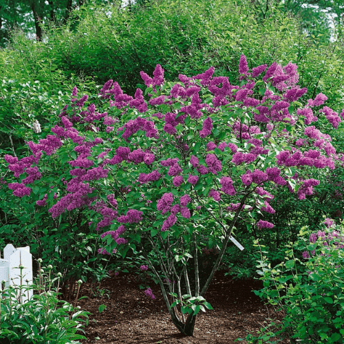 Lot De 2 Lilas Syringa Vulgaris 'Bloomerang' Violet Foncé - Arbuste Remontant Parfumé Mai-Septembre - Hauteur 55-65 Cm Pot 19 Cm